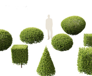 Buxus sempervirens - Common boxwood