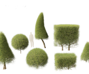 Casuarina equisetifolia - Australian pine tree