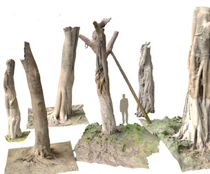 Ficus microcarpa Scaned Trunks