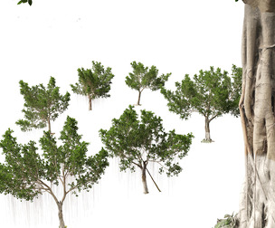 Ficus microcarpa- Malayan Banyan