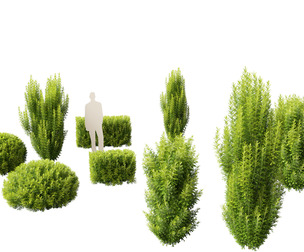 Taxus baccata - English yew