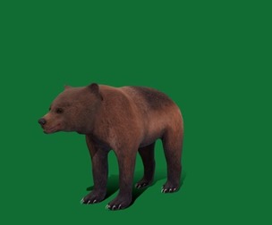 Young Brown Bear