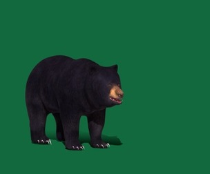 Louisiana Black Bear