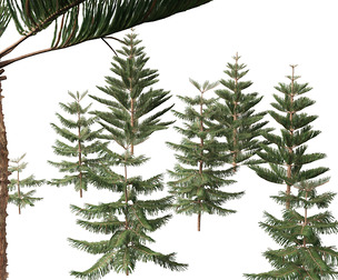 Araucaria heterophylla - Norfolk Island pine 01