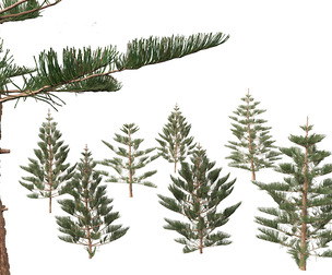 Araucaria heterophylla - Norfolk Island pine 02