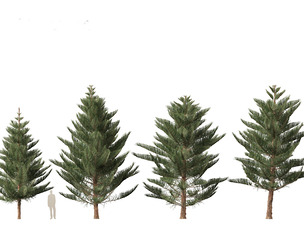 Araucaria heterophylla - Norfolk Island pine 03