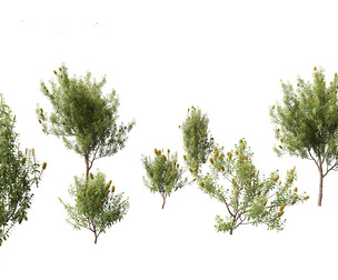 Banksia Integrifolia - Coast banksia