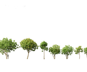 Caesalpinia ferrea - Caesalpinia ferrea