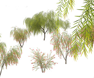 Callistemon viminalis - Weeping bottlebrush