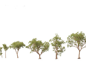 Corymbia calophylla - Marri