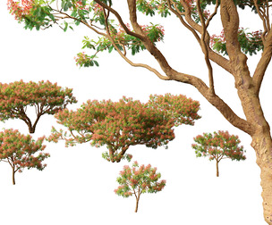 Delonix regia - Bojer ex Hook