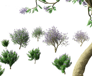 Jacaranda mimosifolia - Jacaranda