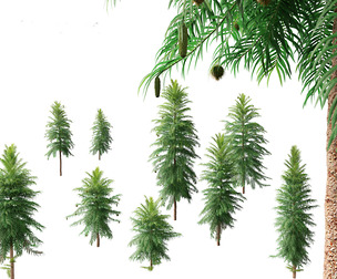 Wollemia nobilis - Wollemi pine