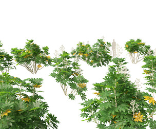 Fatsia japonica - Japanese aralia