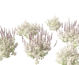 Plectranthus argentatus - Silver spurflower