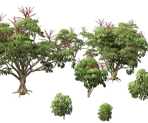 Schefflera actinophylla - Umbrella tree