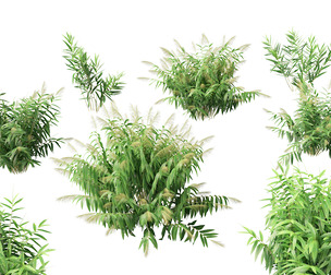 Thysanolaena latifolia - Tiger grass