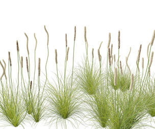 Xanthorrhoea minor - Grasstree