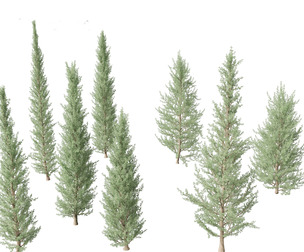 Cedrus atlantica Glauca Fastigiata