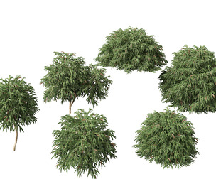 Cryptomeria japonica Globosa Nana