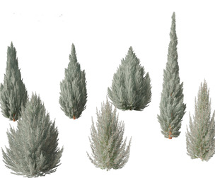 Juniperus scopulorum Wichita Blue
