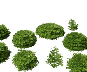 Picea abies Nidiformis - Norway spruce