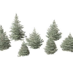 Picea pungens Baby Blue Eyes
