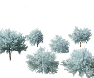 Picea pungens Glauca Globosa - Colorado spruce