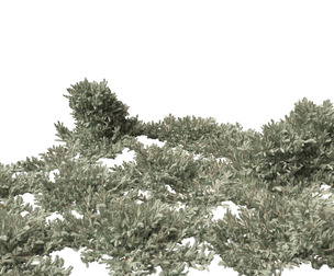 Picea pungens Glauca Procumbens