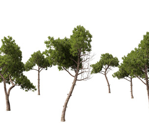 Pinus dalatensis - Dalat pine