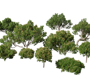 Pinus mugo - Swiss mountain pine