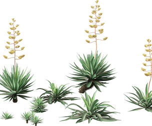 Agave angustifolia - Variegated Caribbean Agave