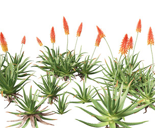 Aloe barbadensis - Aloe vera