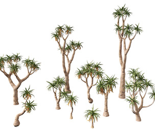 Aloe pillansii - Bastard quiver tree