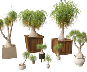 BEAUCARNIA recuvata - Ponytail palm