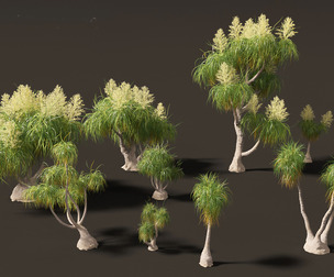 BEAUCARNIA recuvata - Ponytail palm 02