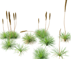 Dasylirion texanum - Texas sotol