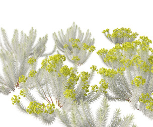 Euphorbia rigida - Upright Myrtle Spurge