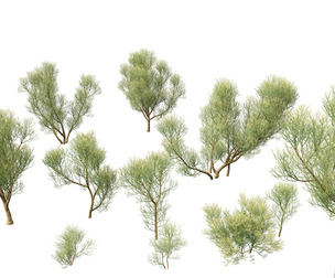 Euphorbia tirucalli - Indian tree spurge