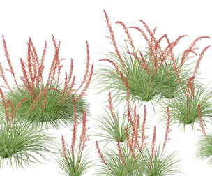 Hesperaloe parviflora - Redflower false yucca