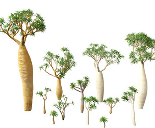 Pachypodium geayi - Madagascar palm