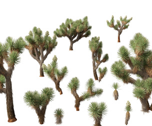 Yucca brevifolia - Joshua tree