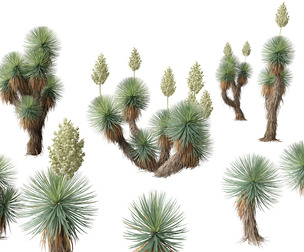 Yucca thompsoniana - Beaked yucca