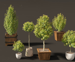 Prunus Lusitanica - Portuguese Cherry Laurel 01