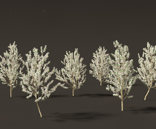 Pyrus calleryana Winter Glow - Ornamental Pear 01
