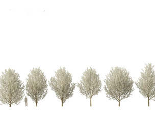 Pyrus calleryana Winter Glow - Ornamental Pear 02