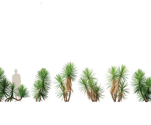 Yucca aloifolia - Aloe Yucca Dagger Plant 02