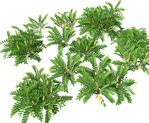 Zamia furfuracea - Cardboard palm 01