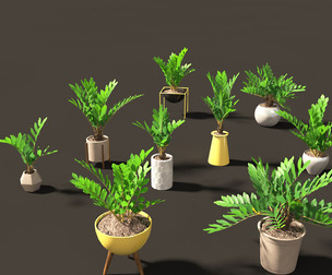Zamia furfuracea - Cardboard palm 02