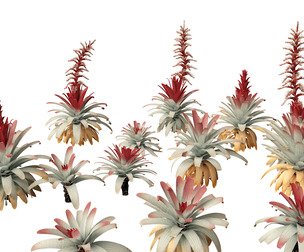 Alcantarea imperialis - Giant Bromeliad